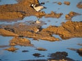 Three-banded sandplover, Charadrius tricollaris. Madikwe Game Reserve, South Africa Royalty Free Stock Photo