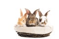 Three banny rabbit in basket