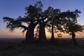 Three Baobab Tree