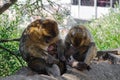 Three Barbary macaques resting in the shade of the trees. Female Barbary macaque with young suckling. Royalty Free Stock Photo