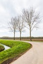 Three bare trees in a roadside Royalty Free Stock Photo