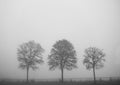 Three bare trees in a row on gloomy autumn day