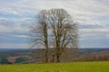 Three bare winter trees with a small stone cross in between in a cloudy Ardennes landscape Royalty Free Stock Photo