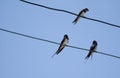 Barn Swallows