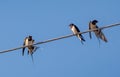 Three barn swallows sit on wires, sky background Royalty Free Stock Photo