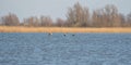 Three Barnacle Geese flying against a beautiful blue lake. Pair of large birds with white face and black head, neck and Royalty Free Stock Photo