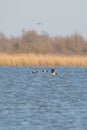 Three Barnacle Geese flying against a beautiful blue lake. Pair of large birds with white face and black head, neck and Royalty Free Stock Photo