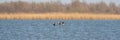 Three Barnacle Geese flying against a beautiful blue lake. Pair of large birds with white face and black head, neck and Royalty Free Stock Photo