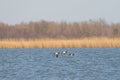 Three Barnacle Geese flying against a beautiful blue lake. Pair of large birds with white face and black head, neck and Royalty Free Stock Photo