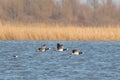 Three Barnacle Geese flying against a beautiful blue lake. Pair of large birds with white face and black head, neck and Royalty Free Stock Photo