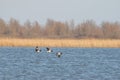 Three Barnacle Geese flying against a beautiful blue lake. Pair of large birds with white face and black head, neck and Royalty Free Stock Photo