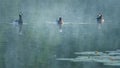 Three barnacle geese on the dark hazy water of the Lake Royalty Free Stock Photo