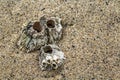 Three Barnacles in the Sand Royalty Free Stock Photo