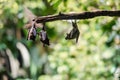 Three bats hanging upside down on a branch in a lush green environment. The background features blurred foliage, creating a Royalty Free Stock Photo