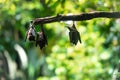 Three bats hanging upside down on a branch in a lush green environment. The background features blurred foliage, creating a Royalty Free Stock Photo