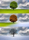 Baum im Wechsel der Jahreszeiten Royalty Free Stock Photo