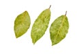 Three bay leaves Royalty Free Stock Photo