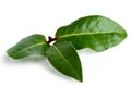 Three bay leaves isolated on white. Royalty Free Stock Photo