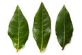 Three bay leaves isolated on white. Royalty Free Stock Photo