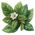 Three Bay Leaves with a Mint Flower on White Background, Herbal Illustration Generative AI Royalty Free Stock Photo