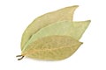 Three bay leaves Royalty Free Stock Photo