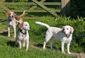 Three Beagle dogs