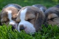 Three beagle puppies sleeping on the lawn Royalty Free Stock Photo