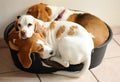 Three Beagles in a basket