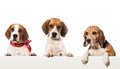 Three beagles