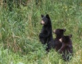 Three bears