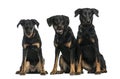 Three Beaucerons sitting Royalty Free Stock Photo