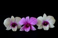 Three beauiful flower orchid flowers Royalty Free Stock Photo