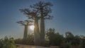 Three beautiful baobabs grow on the side of a dirt road. Royalty Free Stock Photo