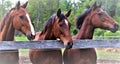 Three beautiful bay horses