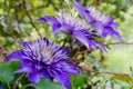 Three beautiful big flowers of Clematis `Multi Blue`. Royalty Free Stock Photo