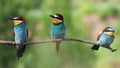 three beautiful birds sitting on a thin branch