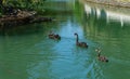 Three beautiful black swans Cygnus Atratus swim in emerald water of pond called Big Lake with Swan Island. Royalty Free Stock Photo