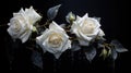 Three beautiful blooming white roses with rain drops on black background, close-up Royalty Free Stock Photo