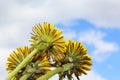 Three blooming yellow dandelions close-up blue sky background with clouds.