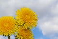 Three blooming yellow dandelions close-up blue sky background with clouds.