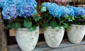 Three beautiful blue Hydrangea Royalty Free Stock Photo