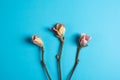 Three beautiful branches of white and pink magnolia flower isolated on blue background, copy space, top view, flat lay. Spring Royalty Free Stock Photo