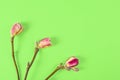 Three beautiful branches of white and pink magnolia flower isolated on green background, copy space, top view, flat lay. Spring Royalty Free Stock Photo