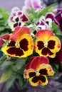 Three beautiful bright little viola flowers blooming on a flower bed in the garden, floral landscape Royalty Free Stock Photo