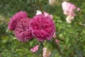 Three beautiful bright pink roses  on a background of green leaves on a sunny day in a flower garden Royalty Free Stock Photo