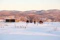 Three beautiful brown horses in snowy field seen during an early morning golden hour Royalty Free Stock Photo