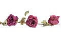 Three beautiful burgundy roses flowers with long stem and green leaves on white background isolated closeup