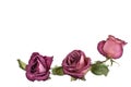 Three beautiful burgundy roses flowers with long stem and green leaves on white background isolated closeup