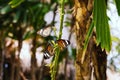 Three beautiful butterflies called Danaus genutia common or str Royalty Free Stock Photo