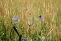 Flowering thistles with butterflies IV Royalty Free Stock Photo